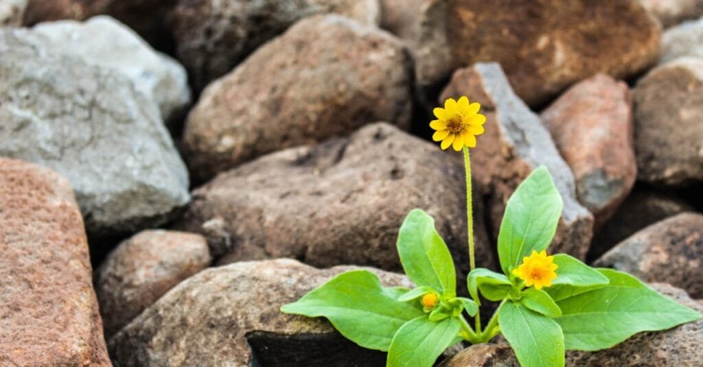 A vibrant yellow flower blooming amidst rugged brown rocks, symbolizing resilience.