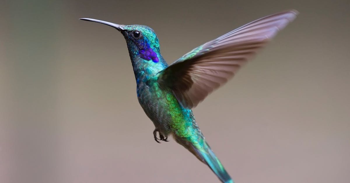 Colorful hummingbird in flight with detailed feathers and vibrant colors.