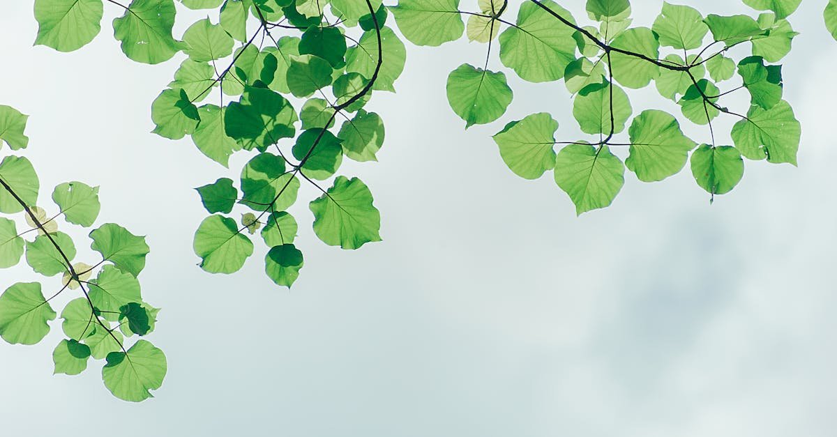 Green leaves on branches set against a cloudy sky, highlighting nature's beauty.
