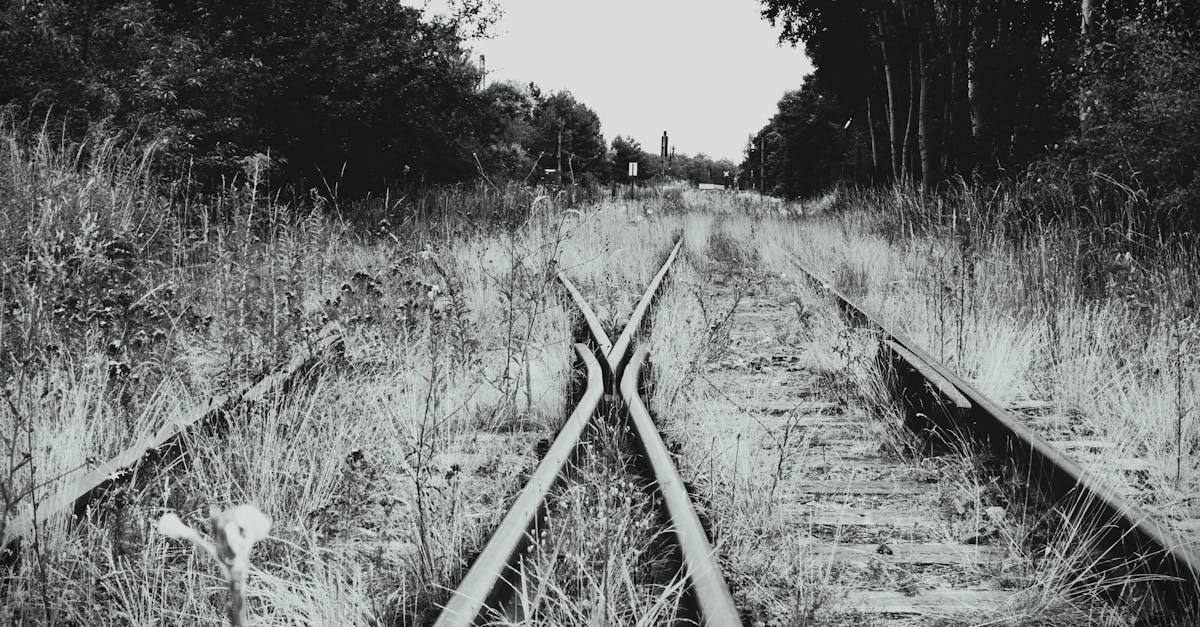 Black and white image of overgrown railway tracks diverging in a rural setting.