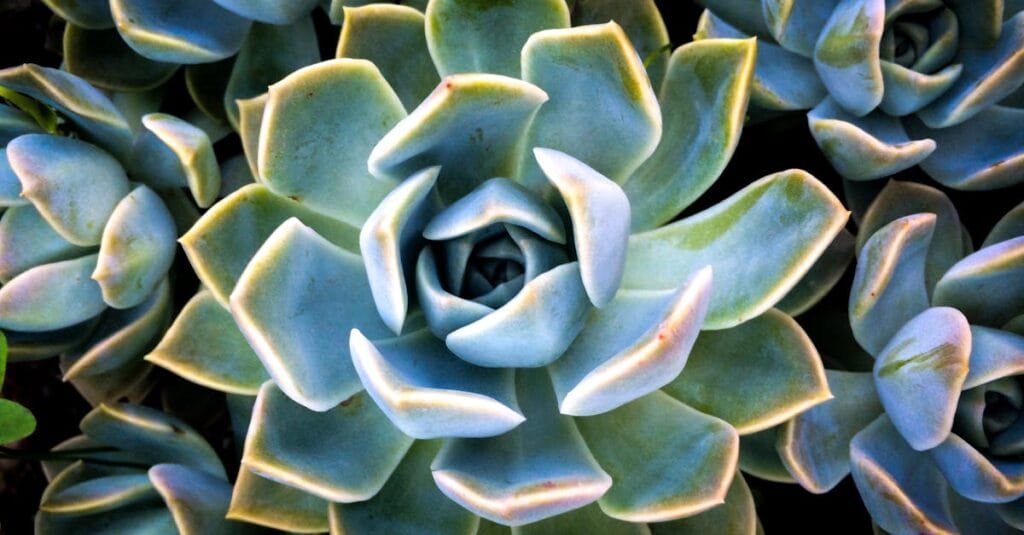 Vibrant close-up of green succulent plants showcasing unique patterns and textures in natural light.