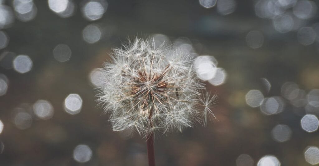 Detailed image of a dandelion with a dreamy bokeh background, capturing its delicate seeds.
