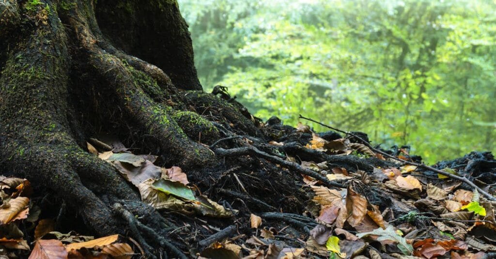 A close-up view of a mossy tree root surrounded by dry leaves in a tranquil forest.