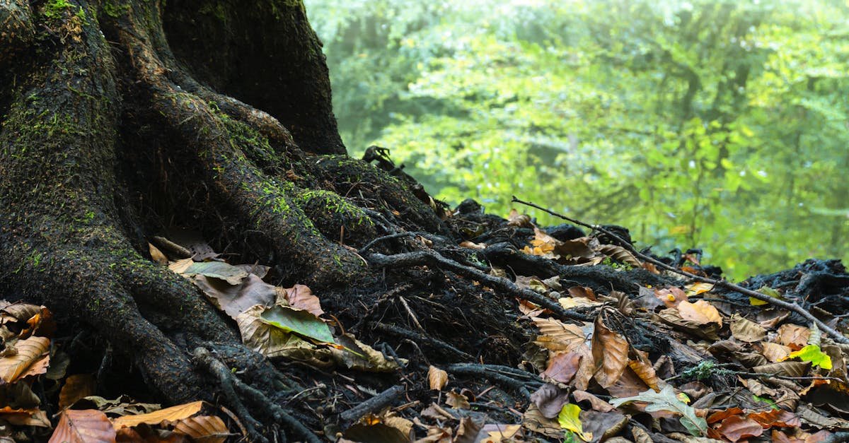 A close-up view of a mossy tree root surrounded by dry leaves in a tranquil forest.