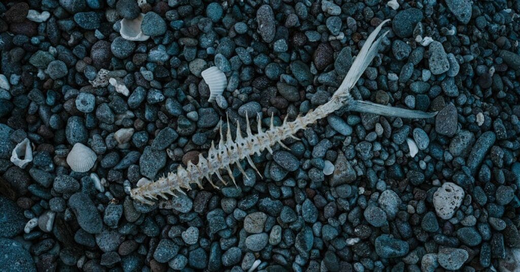 Close-up of a fish skeleton on dark pebbles, showcasing nature's intricate design.