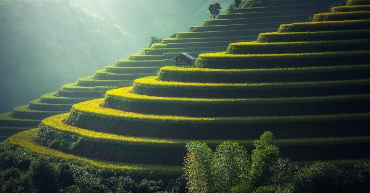 Lush green terraced rice fields with a rustic hut under soft sunlight.