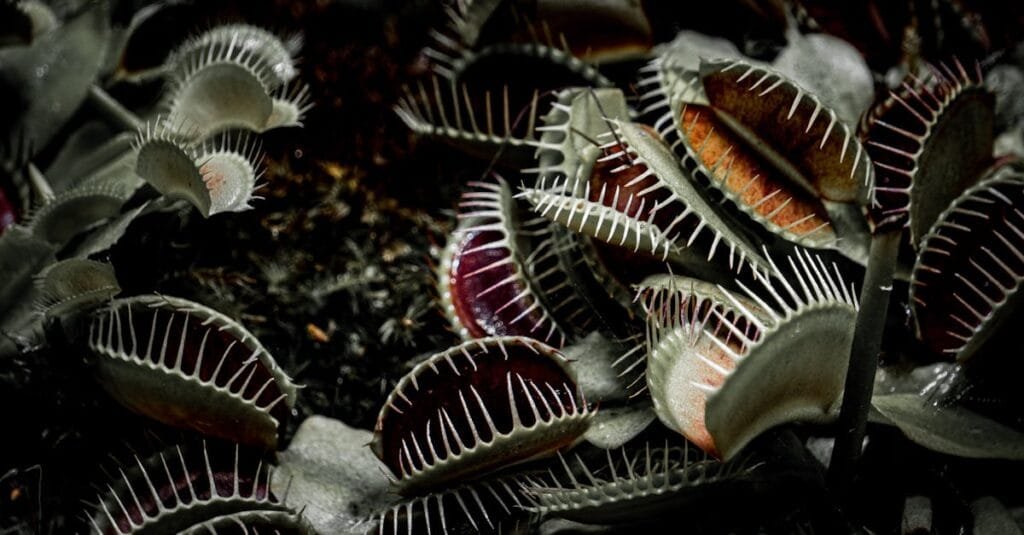 Detailed close-up of Venus flytrap plants showcasing their iconic trapping mechanism in a dramatic, dark setting.