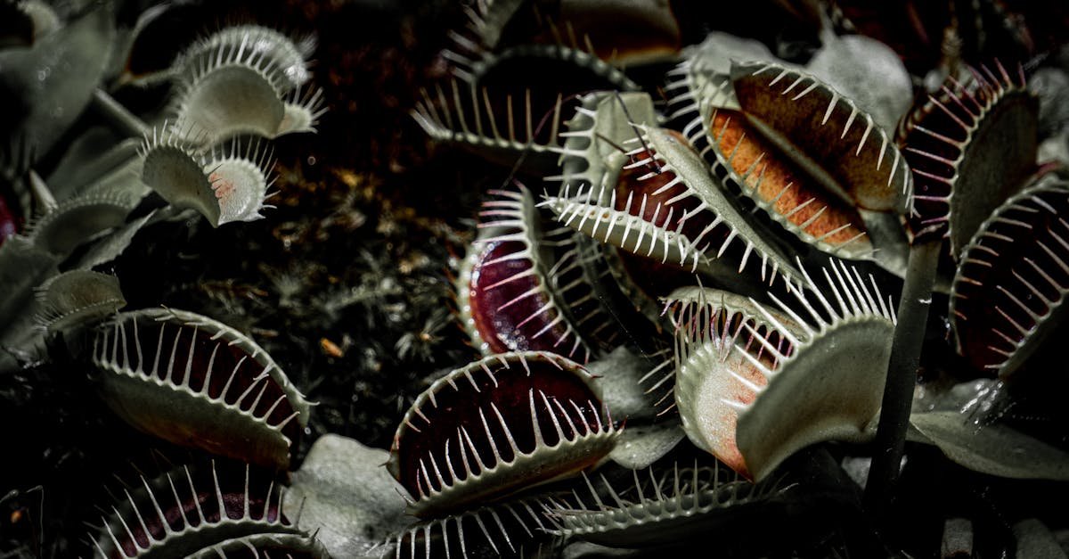 Detailed close-up of Venus flytrap plants showcasing their iconic trapping mechanism in a dramatic, dark setting.