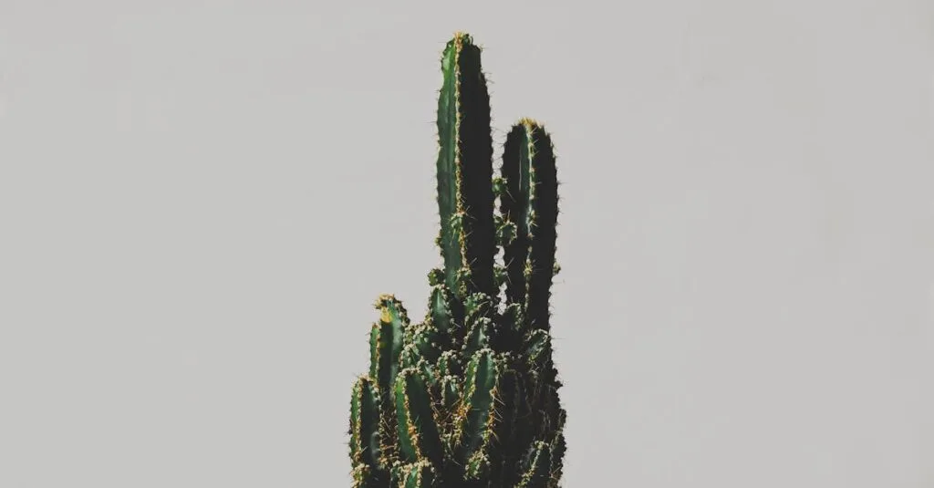 A bright and detailed close-up of a potted cactus, showcasing its unique texture and shape.