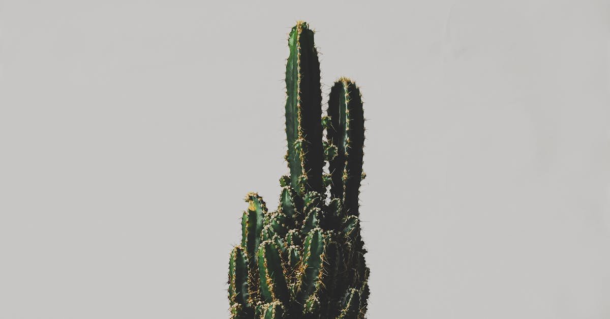 A bright and detailed close-up of a potted cactus, showcasing its unique texture and shape.