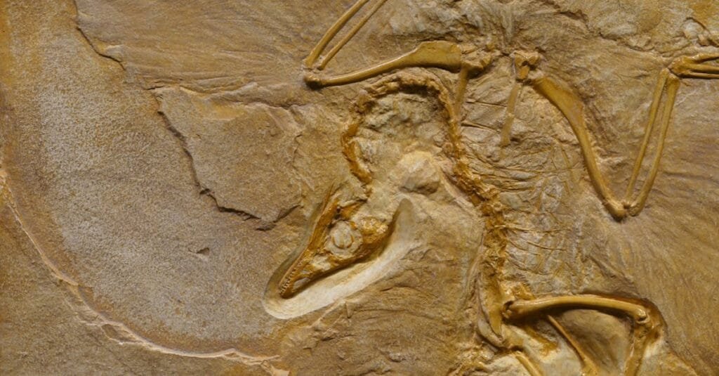 Close-up image of an Archaeopteryx fossil showcasing detailed bone structure.