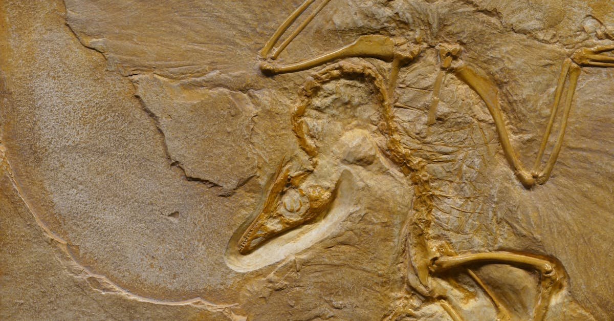 Close-up image of an Archaeopteryx fossil showcasing detailed bone structure.