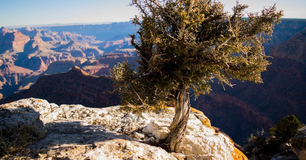 A lone tree stands on the edge of the Grand Canyon, showcasing nature's resilience.