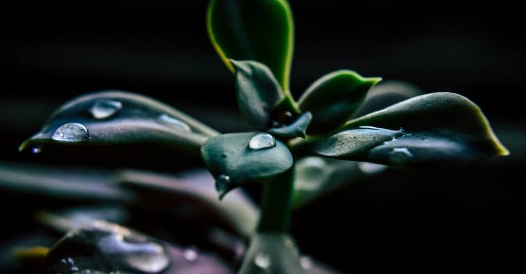 A vibrant close-up of a succulent plant adorned with glistening dewdrops, showcasing freshness and growth.