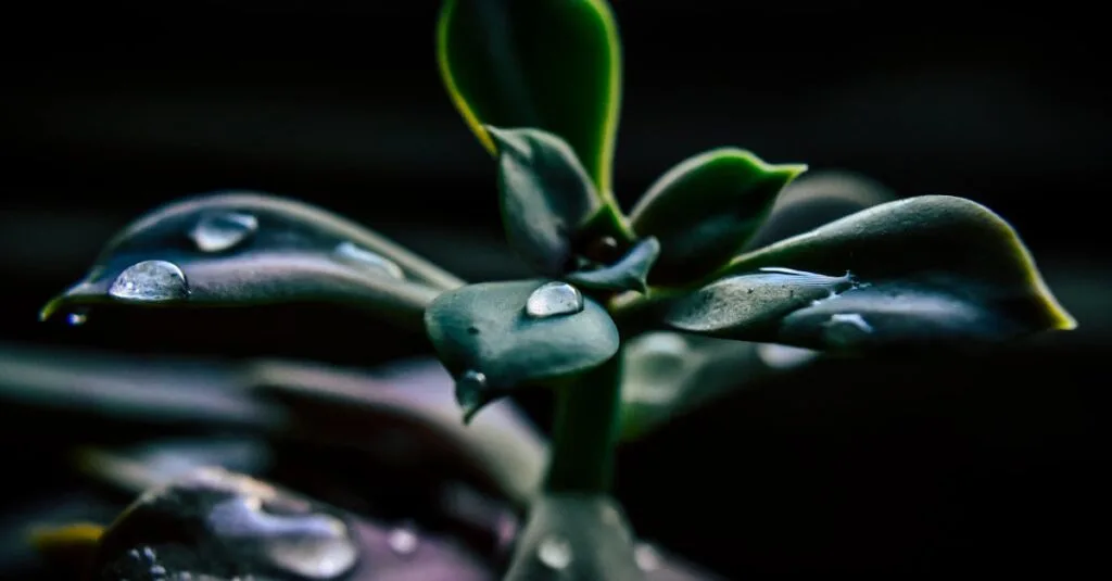 A vibrant close-up of a succulent plant adorned with glistening dewdrops, showcasing freshness and growth.