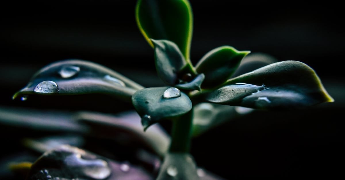 A vibrant close-up of a succulent plant adorned with glistening dewdrops, showcasing freshness and growth.
