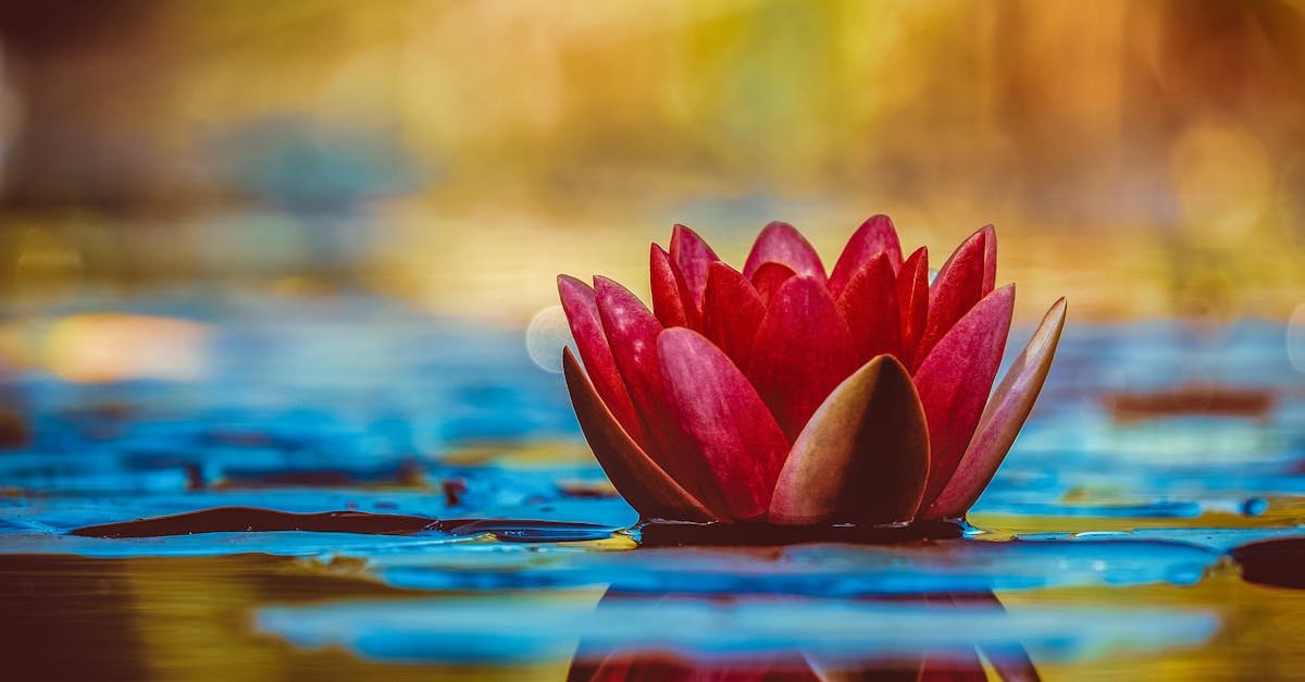 A vivid red water lily blooms elegantly on a serene pond, reflecting its beauty.