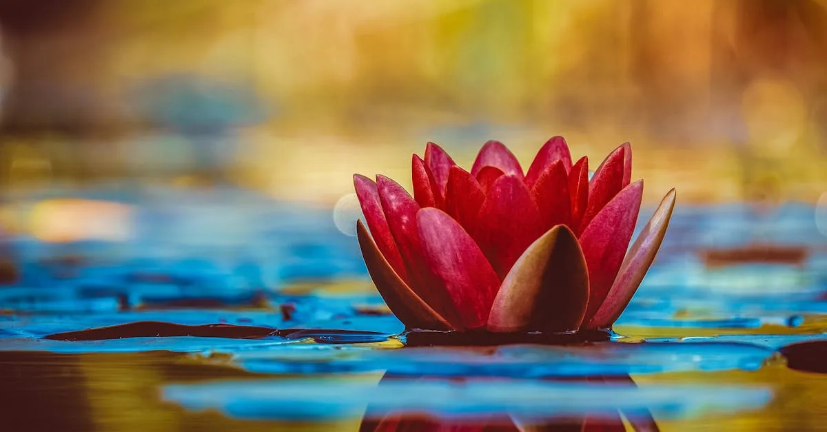 A vivid red water lily blooms elegantly on a serene pond, reflecting its beauty.