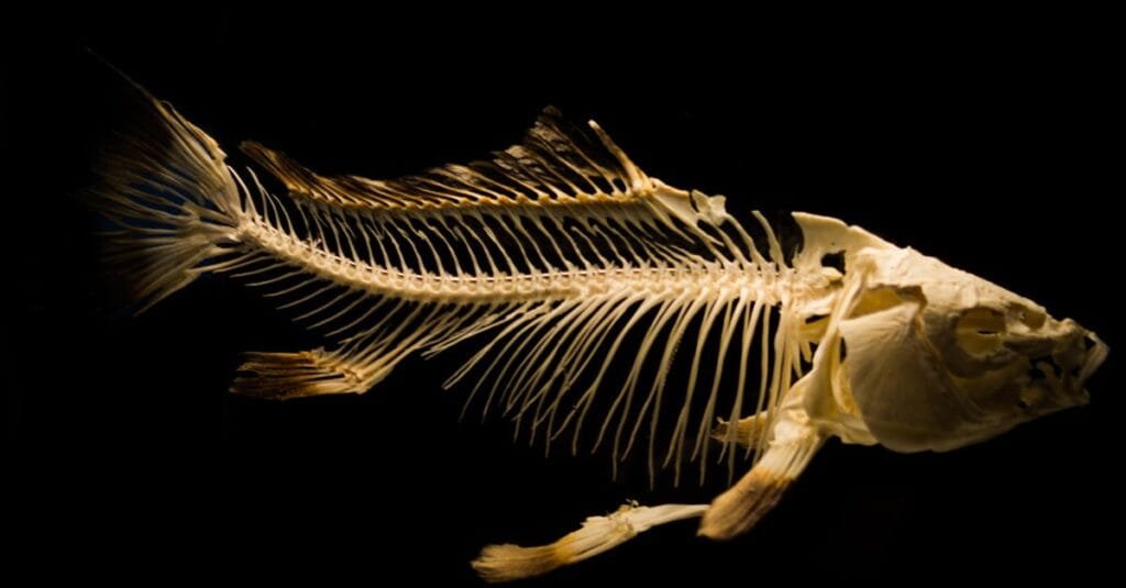Close-up of a fish skeleton displayed against a black backdrop.
