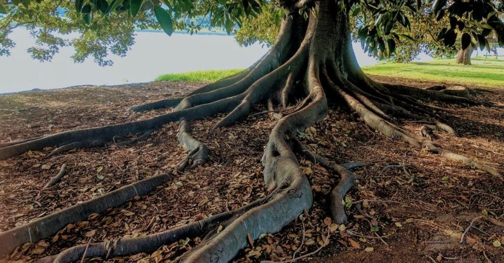 Explore the striking roots of a big fig tree in Albert Park, Australia. Nature's intricate beauty captured.