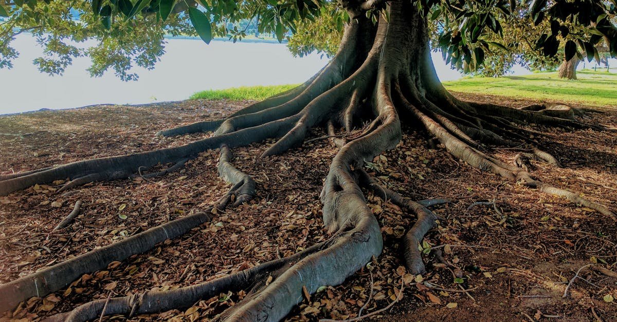 Explore the striking roots of a big fig tree in Albert Park, Australia. Nature's intricate beauty captured.
